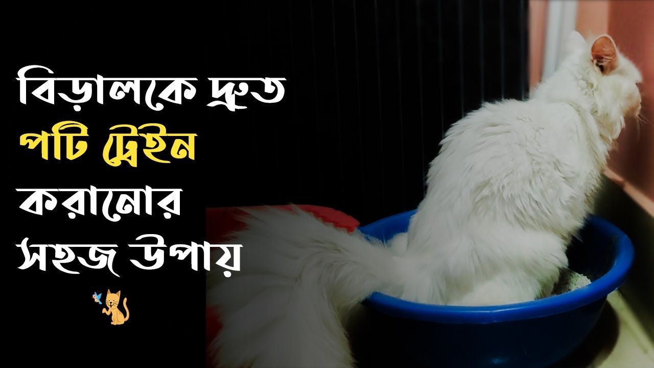 বিড়ালকে পটি ট্রেনিং করার সহজ উপায় - Pet House BD