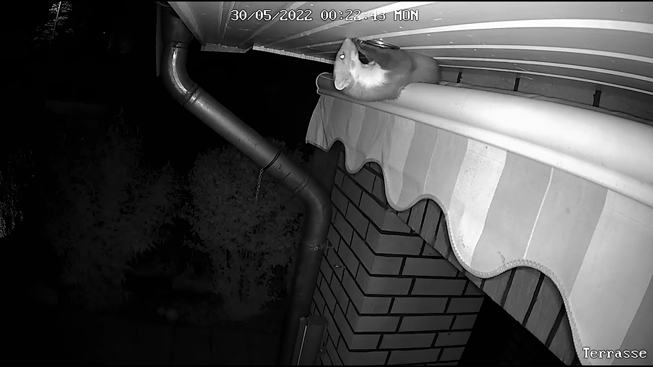 Wie kommt ein Marder auf das Dach, wenn das Fallrohr blockiert ist. Teil 1