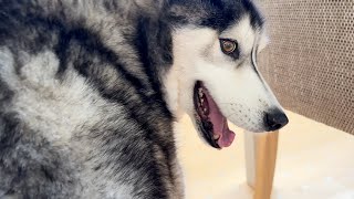 My Husky Was Too Distracted! He Didn’t See me Coming!
To support Key and our channel: https://www.paypal.com/paypalme/BooandKeyush
To send Key a gift from his amazon wish list: http://amzn.eu/9Q7QVjx
Consider becoming a member to support your favourite fluffy boy: https://www.youtube.com/channel/UC_9EXcw4PlVlaklxx12cDqA/join
Consider becoming a patron to help support our channel: https://patreon.com/Keyush_The_Stuntdog
Places our book is available to order:
Search on Amazon for K’eyush and select the cheapest price from the NEW options which will be directly from Amazon.
US amazon: https://a.co/d/5wvl8IW
UK amazon: https://www.amazon.co.uk/Keyush-Search-Soulmate-Jodie-Barnard/dp/1739223101/ref=sr_1_1?crid=18R3YAXD0M8BS&keywords=k%27eyush&qid=1670507671&sprefix=k+eyush%2Caps%2C83&sr=8-1
Canada Amazon: https://a.co/d/a2OXkiY
Australia Amazon: https://amzn.asia/d/706ZGSP
World Wide Book Depository: https://www.bookdepository.com/Keyush/9781739223106?ref=grid-view&qid=1670852535069&sr=1-1
Barnes and Noble: https://www.barnesandnoble.com/w/keyush-jodie-barnard/1142803711?ean=9781739223106
Teespring Merchandise: https://teespring.com/stores/keyush-the-stunt-dog
Merchandise sold by us directly: https://designedbyboo.com/product-category/keyush-the-stunt-dog/
Discount code to our blue Gear Fur Lead: https://www.gearfur.com/discount/KEYUSH
More channels you might like:
Our vlog channel - Jodie Boo: https://www.youtube.com/channel/UCJyP-Qb5f_JY1ohmtTPJg4w
Our second channel - Keyush and Boo: https://www.youtube.com/channel/UC4W-saRyA-RC7KuEKIMPtpA
My sister Paiges channel: https://www.youtube.com/user/Pags8D
My sister Louises channel: https://www.youtube.com/@ThatCockapooIvy
Keys best friend Sherpas channel: https://www.youtube.com/channel/UCYTwXM6v_DRQrsuZvPW0MzA
New Videos every Monday, Wednesday and Friday. Plus Sundays on our second channel Jodie Boo(link above). Always at 4pm GMT London Time.
Follow us:
Facebook: http://bit.ly/2fIr3yh
www.instagram.com/keyush_the_stuntdog/
Tiktok: @keyush_thestuntdog
Amazon Affiliate link to products we use:
https://www.amazon.co.uk/shop/keyushthestuntdog
Products We Use:
Tan Cork Collar: followpaw.com
Teal and aztec bandanas: mymountainhusky.com
Blue Rope Lead: https://www.gearfur.com/discount/KEYUSH
Red Waist Lead and blue collar: indi-dog.co.uk
Filming Equipment:
Canon G7x Mark 2
Panasonic GH5
My Husky Was Too Distracted! He Didn’t See me Coming! My Husky Was Too Distracted! He Didn’t See me Coming!