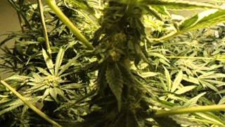 Kens GDP Week 5