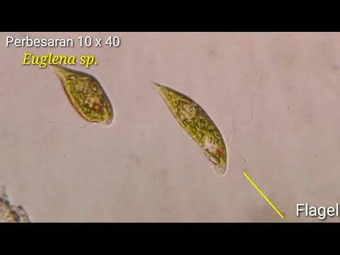 Video: Apakah organisma yang menggunakan Pseudopod untuk bergerak?