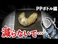 過去最大のオオクワガタ幼虫はどうなった？！最後の菌糸ボトル交換！PPボトル編