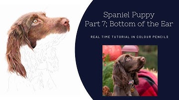 How to Draw a Realistic Spaniel in Colour Pencils | Real Time Tutorial | Part 7 Bottom of the Ear