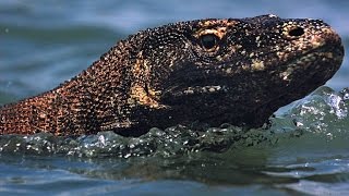 Here's What Makes Komodo Dragons So Powerful