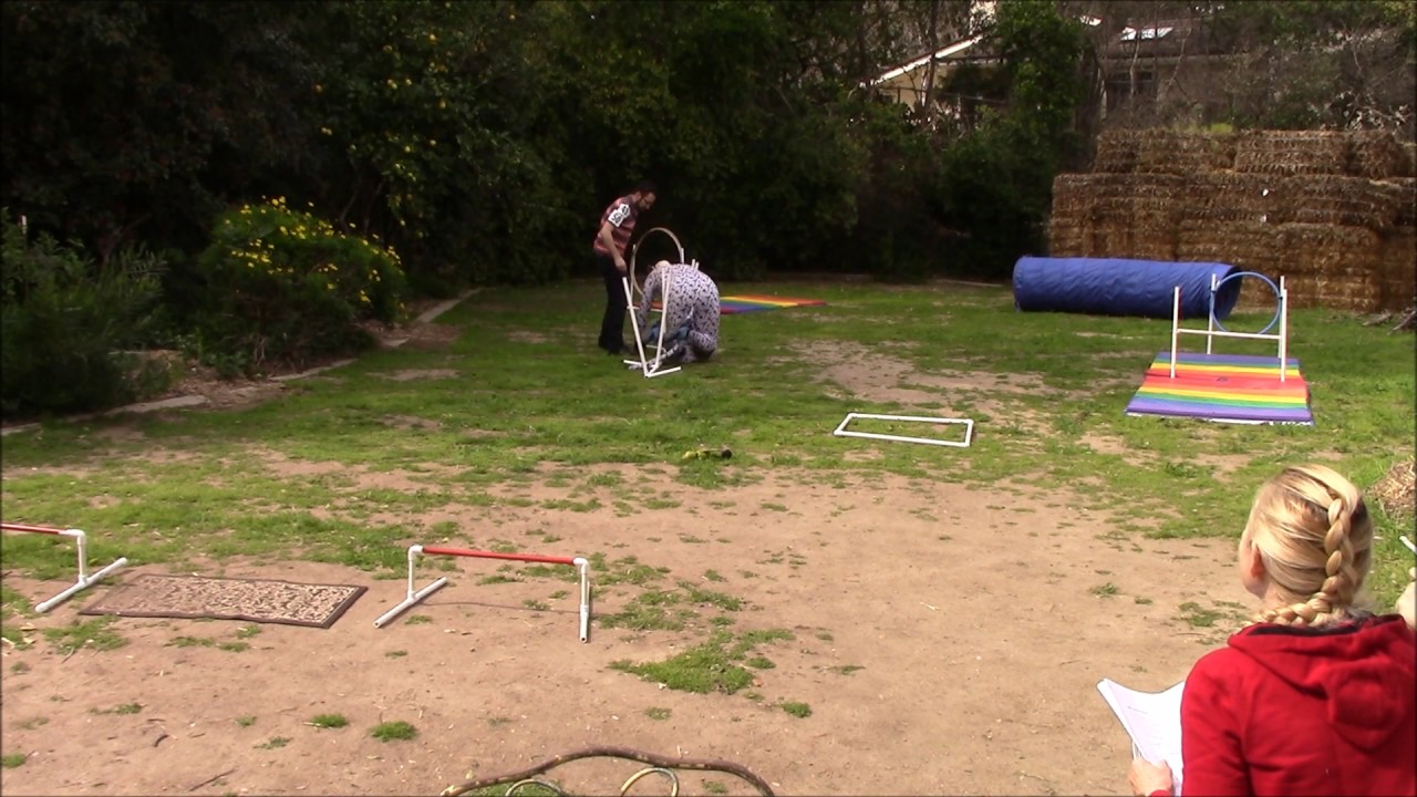 Puppy Palooza Agility Course Johnny Puppy