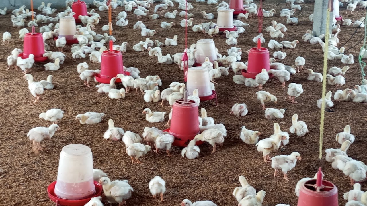 broiler farm day one / 14 Dinma Kati kg vayo Kati maryo ? broiler ...
