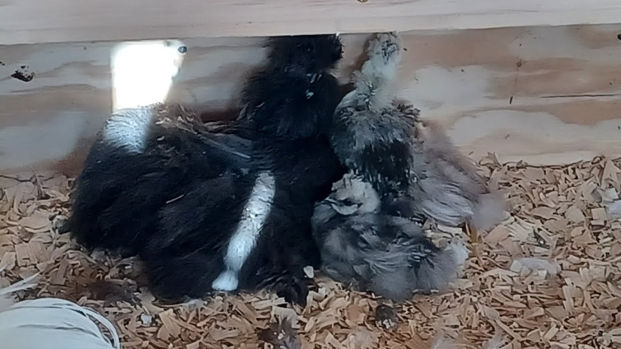 Silkie talk/Littles/New mouse trap
