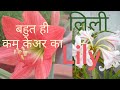 Lily ka podha kaise lagaye/ Amaryllis Lily flower plant care grow from bulbs at home hindi