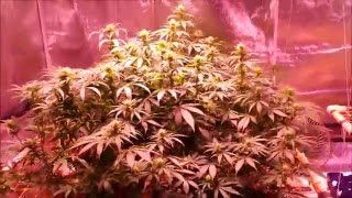 Pro Grow X5-500 LED Journal - Summer 2016 - Episode 5 - Day 22 of Flower