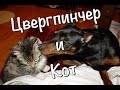 Цвергпинчер и кот