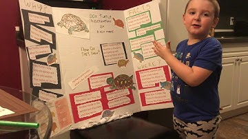 Kash’s basics-box turtle hibernation