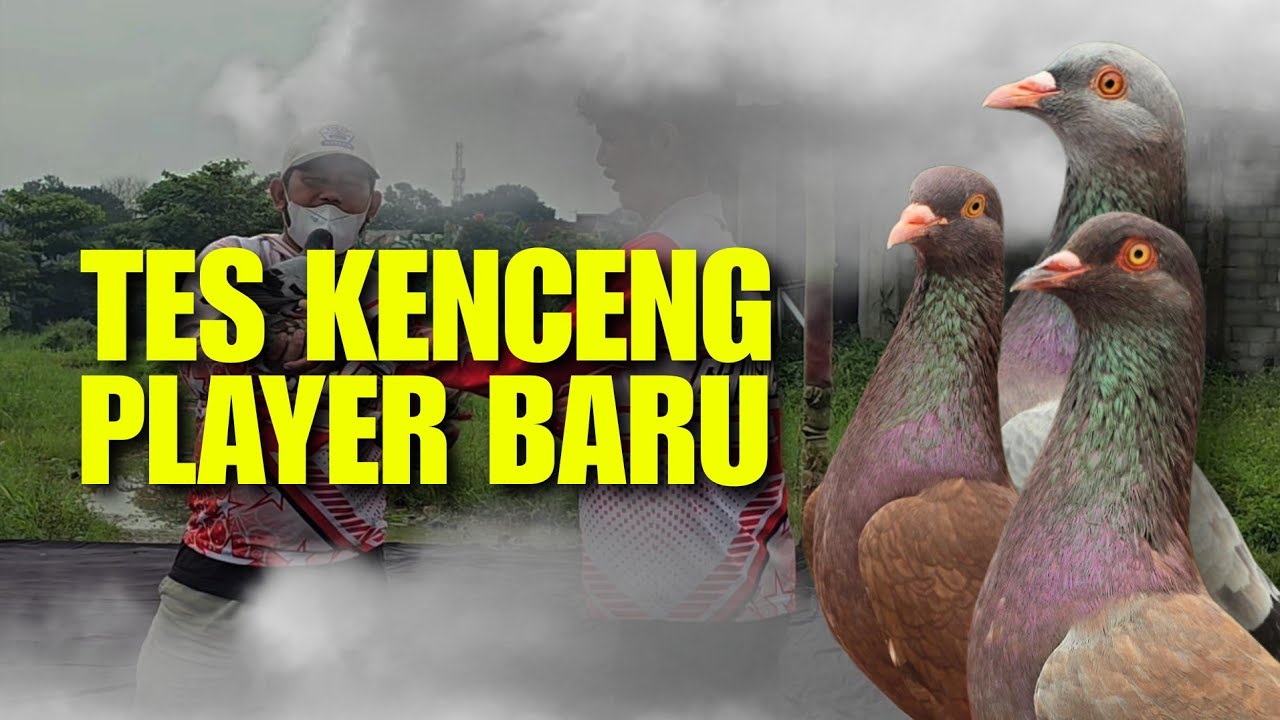 TES KENCENG 3 PLAYER MERPATI BARU