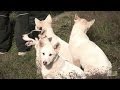 Greenland Way of Life: Raising Dogs の動画、YouTube動画。