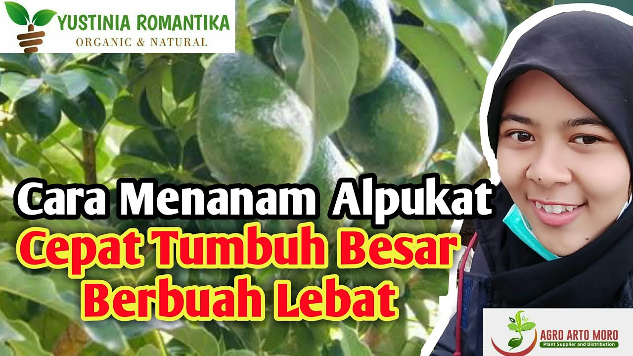 Cara Menanam Alpukat Agar Cepat Tumbuh Subur dan Berbuah Lebat / How To