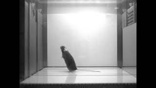Mice pass the mirror test, a classic indicator of self-recognition