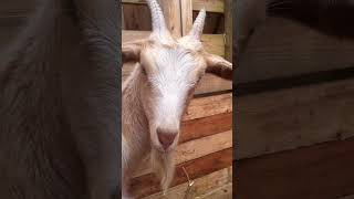 Day 2 of Taming a skittish goat