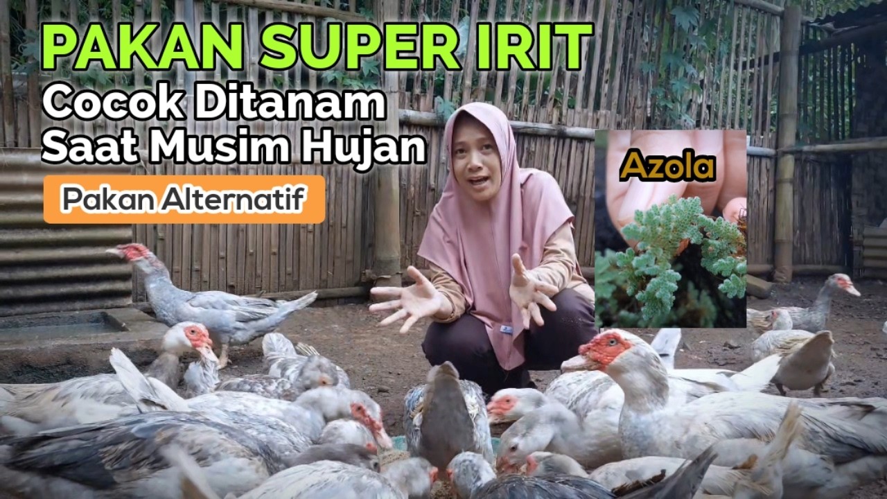 RAHASIA PAKAN SUPER IRIT TERNAK ENTOK RUMAHAN PALING MENGUNTUNGKAN