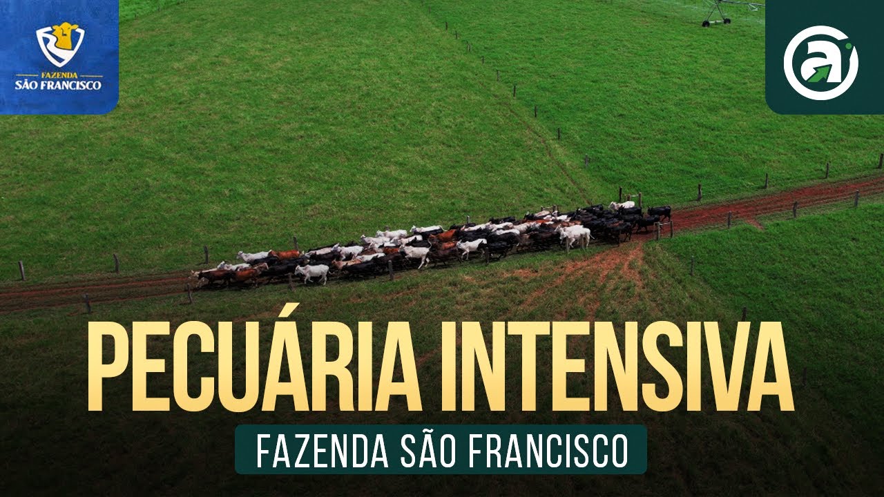 PECUÁRIA INTENSIVA APLICADA | Fazenda São Francisco