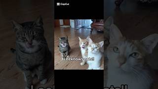 Leeknows cats { #kpop #straykids #skz #leeknow #leeminho #cat #soonie #doongie #dori #fyp  #jyp }