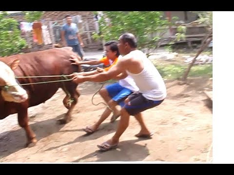 SAPI NGAMUK SAAT MAU DI TIMBANG - YouTube