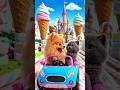 Cute Puppy & Kitten Candy Land #puppy #kitten #driving #shorts