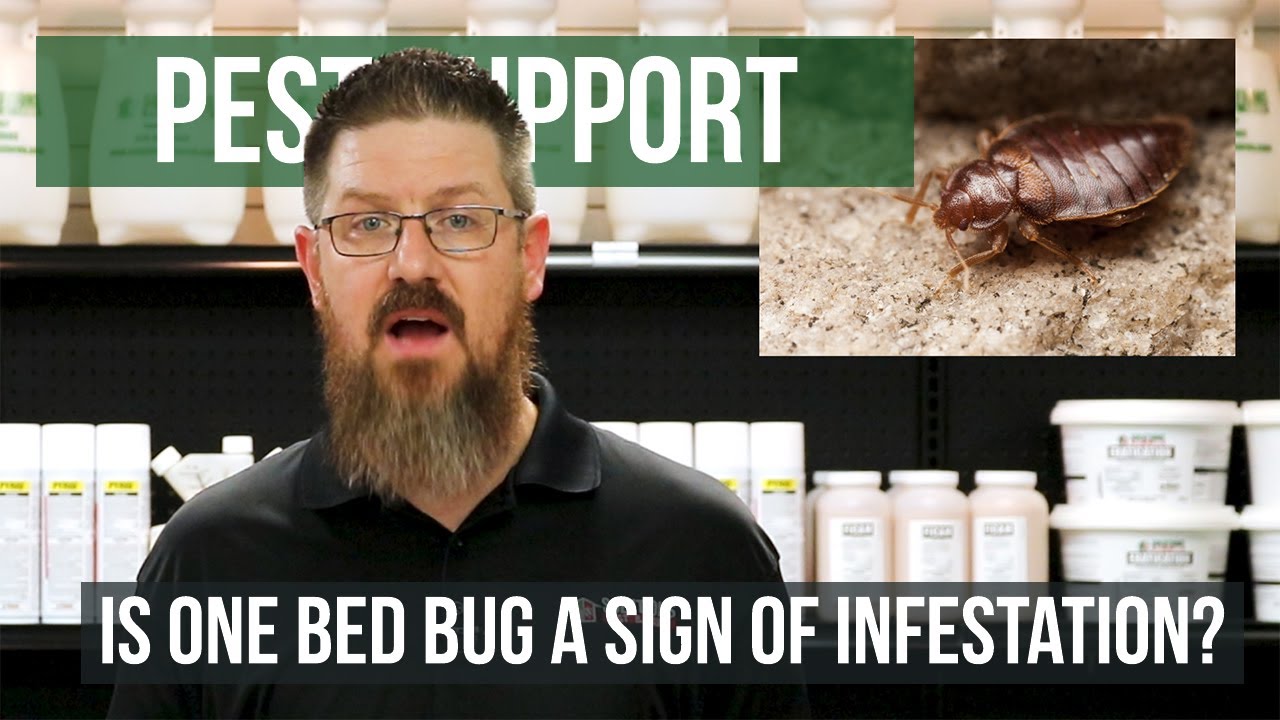 Is One Bed Bug the Sign of an Infestation? Pest Support YouTube