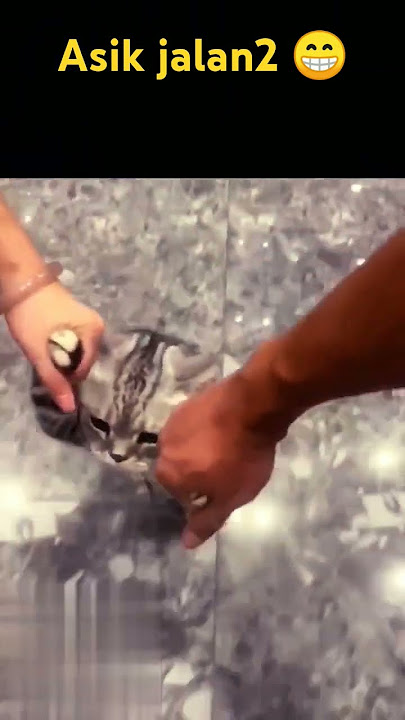 kucing lucu