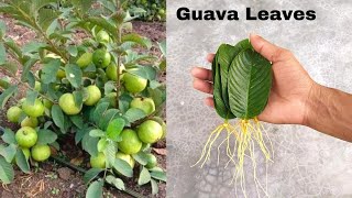How to grow guava trees from guava leaves - With 100% Success