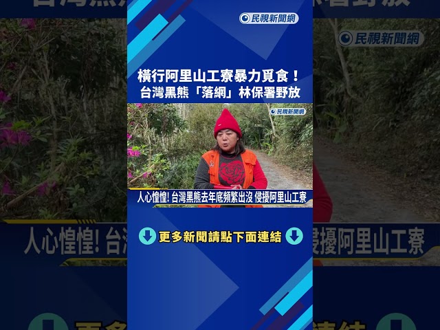 暴力覓食! 橫行阿里山區工寮 黑熊嫌犯"裝發報器野放"－民視新聞