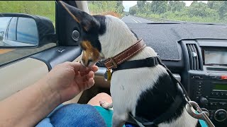 4051. Lap Sit Stay Grounding & Tactile In Transit Moving Car 26 Feb 2024 Ak