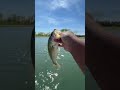 Mega bass #anglerfish #kayakfishingtips #catchmorefish #lobina