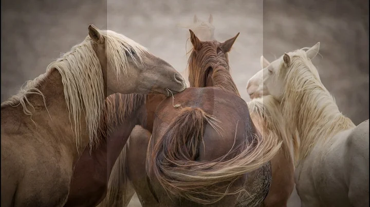 Wild Horses In Wyoming and Colorado Carol Walker 2...