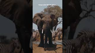 Kenya Awaits Masai Mara, Diani Beach & The Great Migration Wander Wyze Holidays