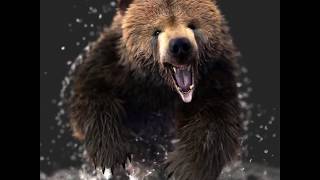 Bear 90 degree animation