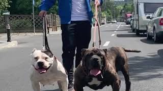 American Bully Xl ... Sasha 2 Years Old And King Baloo Almost 9 Months Old