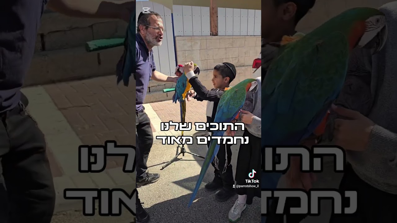 ניסוי חברתי- האם תוכי ארה רגיל רק לבעלים שלו.