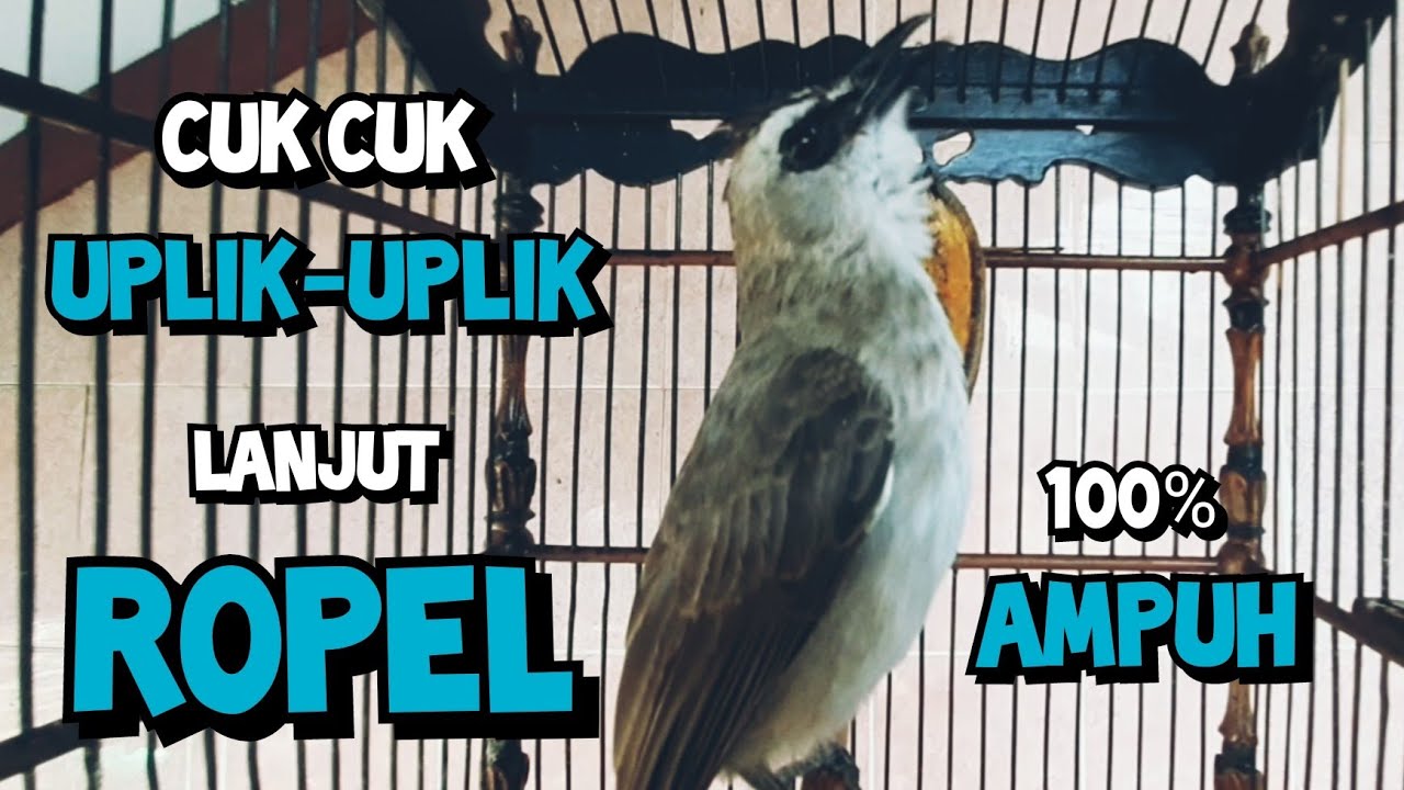 suara trucukan gacor cuk cuk uplik lanjut ropel panjang pancingan trucukan agar bunyi nyaut ropel