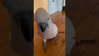 Barney Loves Playing Subscribe For More Fun Videos