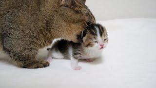 Mother cat Kiki is overprotective of her kitten, who looks just like Coco!