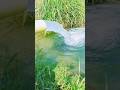 "Village Tubewell Scene 💧 | Life-Giving Water in Rural Areas"#VillageLife#Tubewell#WaterInVillag