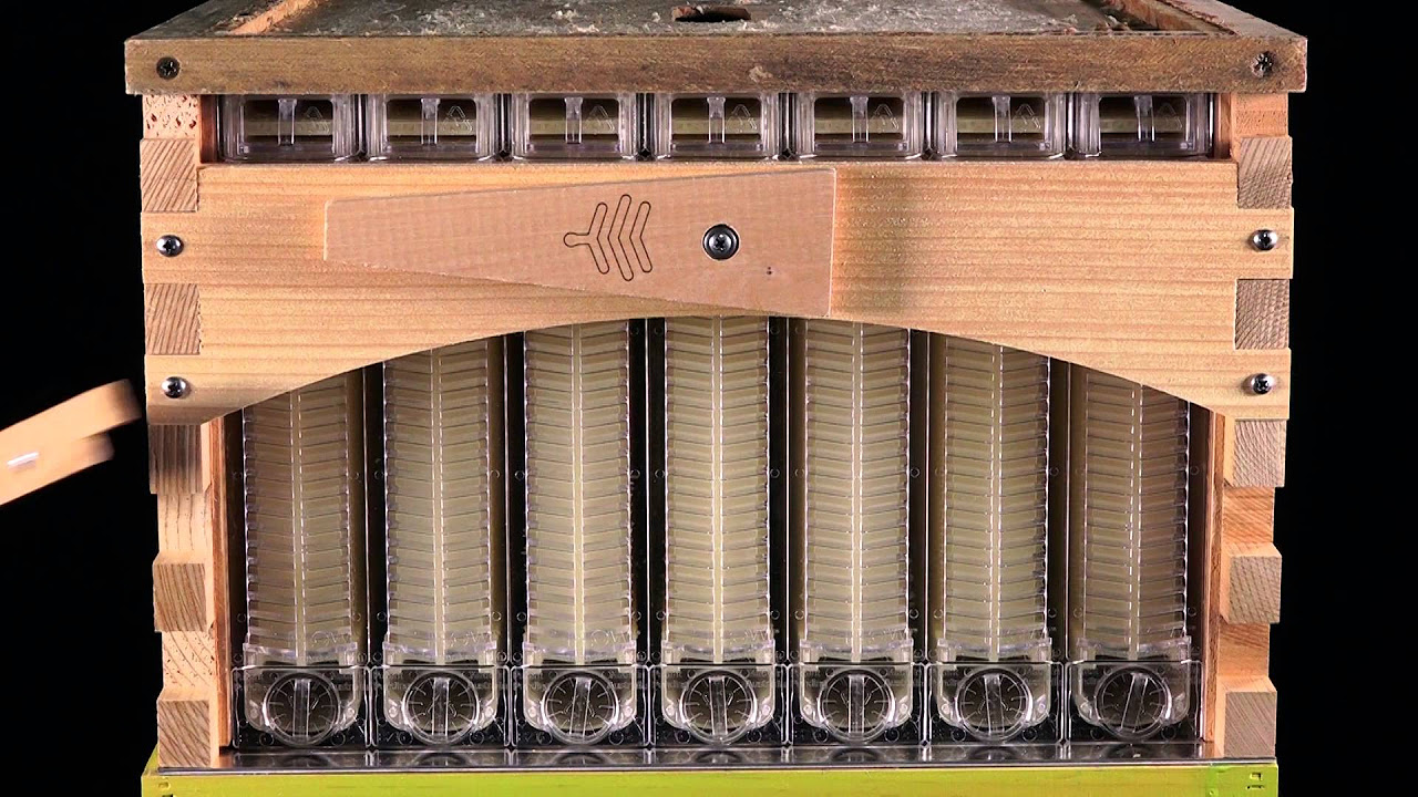 New The Flow Hive for honey bees, Love it? Hate it? or Undecided? Price? Review of Quality Control