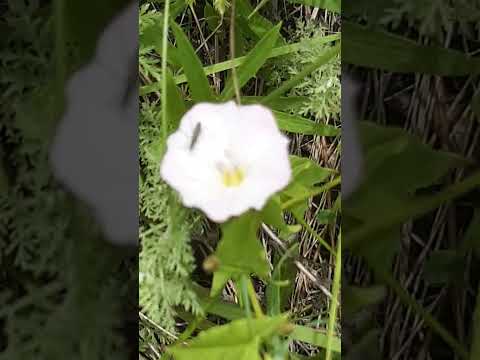 Вьюнок полевой, цветок / Field bindweed, flower
