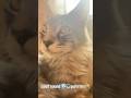 AMSR🩶🔊🔊🔊cat purrs #cat#purringcat#animals#catlover#happiness#love#relaxing