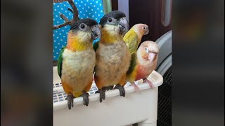 被嚇到的鸚鵡 表情超可愛 #parrot #搞笑 #寵物 #可愛い