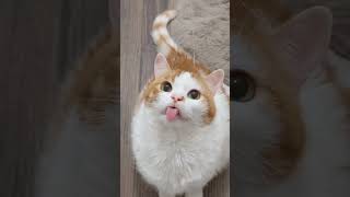 😺 Почему кошка высовывает язык? Ответ удивит! #shorts #cats #catfacts #pets