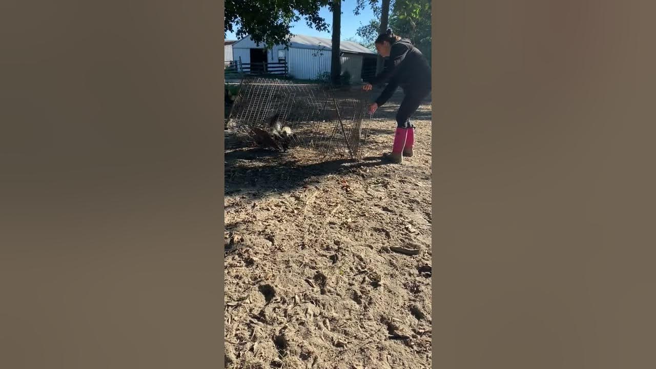 Wild caught skunk live trap release - YouTube