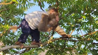 Гоша полюбил лазать по деревьям и собирать урожай#резус #макаки #обезьянки