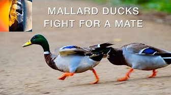 Mallard Ducks Fight For A Mate 4K