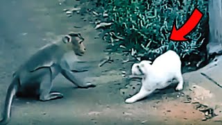 These Animals With The Wrong Opponent !!