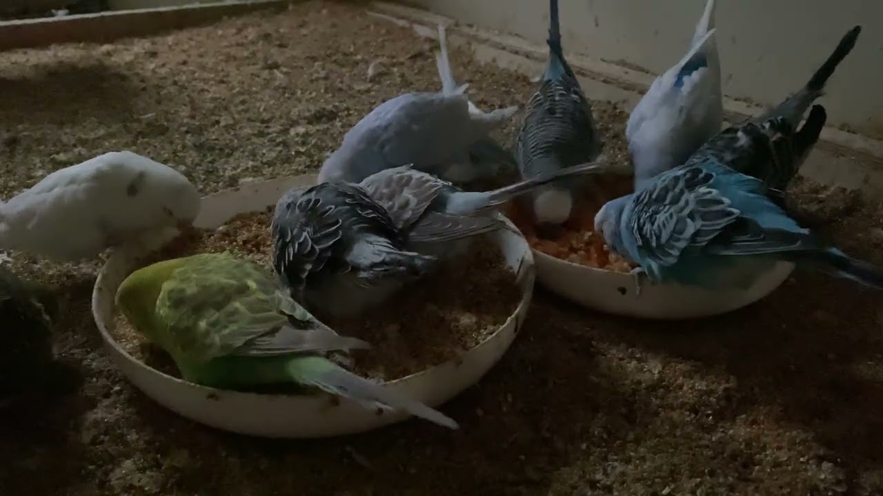45 Minute Budgies Sounds, Budgies Feeding Time Relar ASMR HD 4K 60FPS